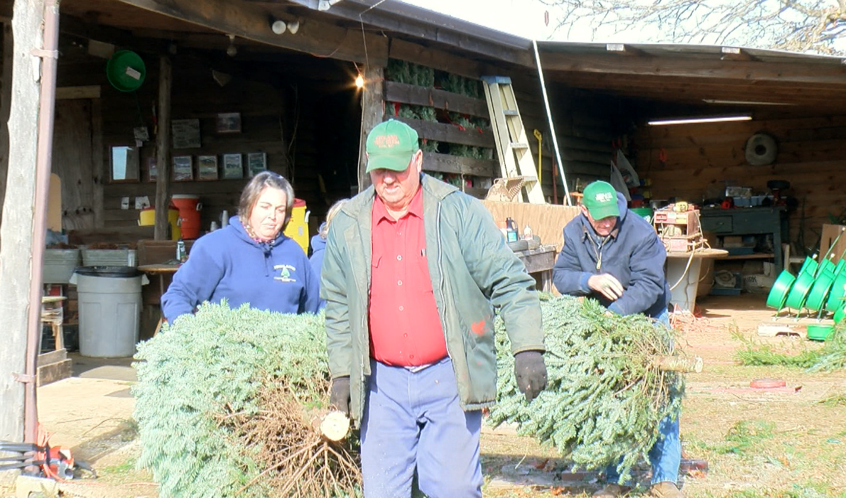 Penland Christmas Tree Farm